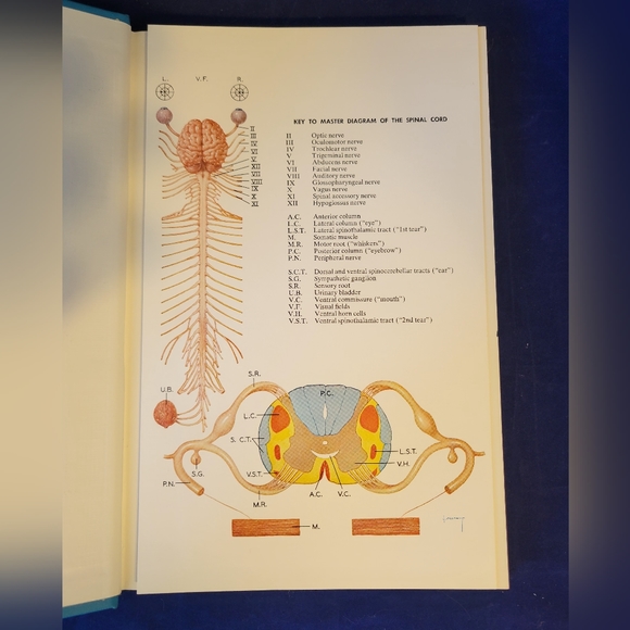 Illustrated Manual of Neurologic Diagnosis by R. Douglas Collins (HC/DJ) 2nd Ed - Picture 5 of 14